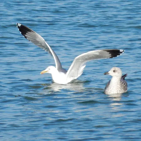 Gostinjska kuća Riva Jelsa (Hvar)