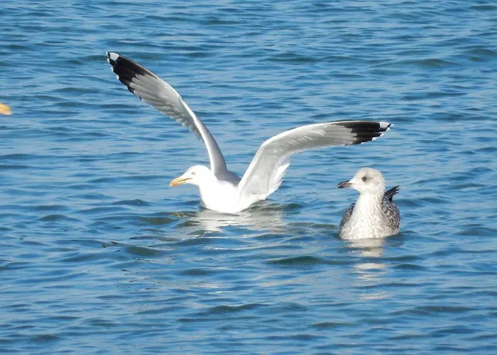 Gasthuis Riva Jelsa (Hvar)